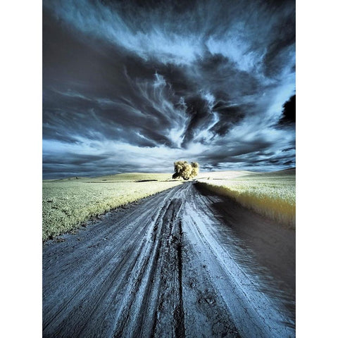 USA-Washington State-Palouse region-Backcountry road leading to Lone Tree Black Modern Wood Framed Art Print with Double Matting by Eggers, Terry