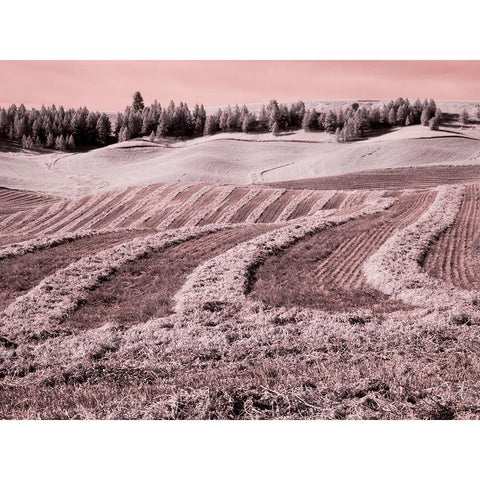 USA-Washington State-Palouse region-Harvest cut lines in Field Black Modern Wood Framed Art Print by Eggers, Terry