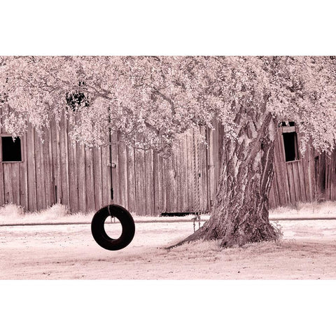USA-Washington State-Skagit Valley-Old willow tree and tire rope swing Black Modern Wood Framed Art Print with Double Matting by Eggers, Terry