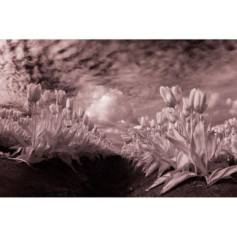 USA-Washington State-Skagit Valley-low angle of Tulip rows Black Modern Wood Framed Art Print by Eggers, Terry