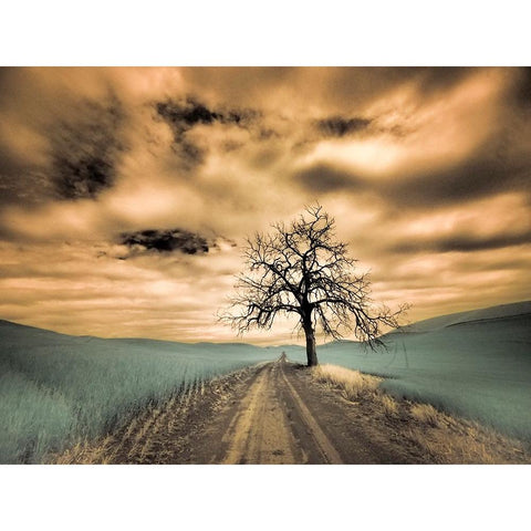 USA-Washington State-Palouse Infrared of lone tree along side country road Black Modern Wood Framed Art Print by Eggers, Terry