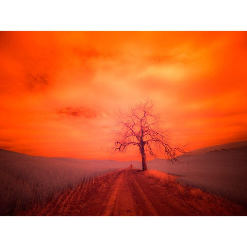 USA-Washington State-Palouse Infrared of lone tree along side country road Black Modern Wood Framed Art Print with Double Matting by Eggers, Terry