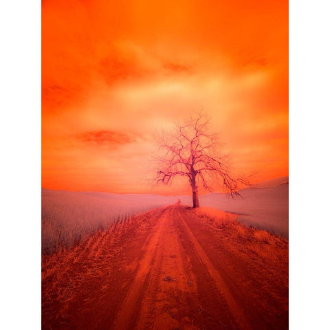 USA-Washington State-Palouse Infrared of lone tree along side country road Black Modern Wood Framed Art Print by Eggers, Terry