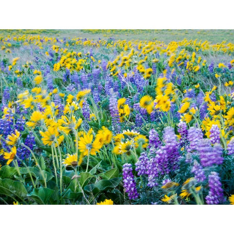USA-Washington State Arrowleaf balsamroot and lupine Black Modern Wood Framed Art Print by Eggers, Terry