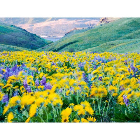 USA-Washington State Arrowleaf balsamroot and lupine Black Modern Wood Framed Art Print with Double Matting by Eggers, Terry