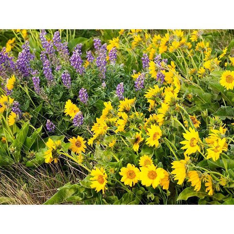 USA-Washington State Arrowleaf balsamroot and lupine White Modern Wood Framed Art Print by Eggers, Terry