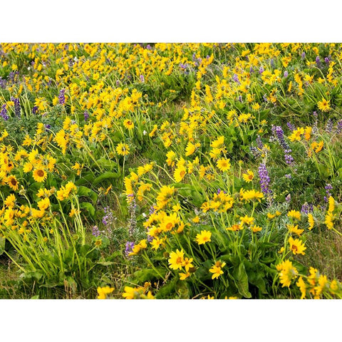 USA-Washington State Arrowleaf balsamroot and lupine Gold Ornate Wood Framed Art Print with Double Matting by Eggers, Terry