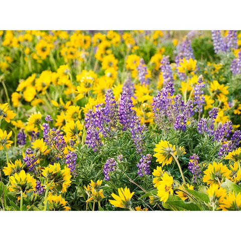 USA-Washington State Arrowleaf balsamroot and lupine Gold Ornate Wood Framed Art Print with Double Matting by Eggers, Terry