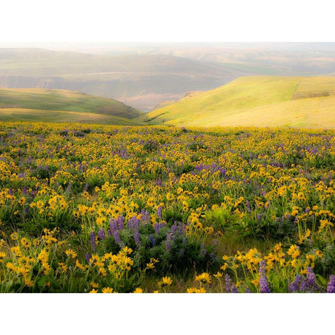 USA-Washington State Arrowleaf balsamroot and lupine Black Modern Wood Framed Art Print by Eggers, Terry