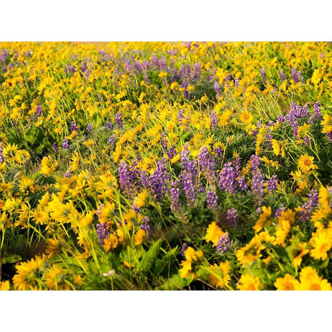 USA-Washington State Arrowleaf balsamroot and lupine Black Modern Wood Framed Art Print by Eggers, Terry