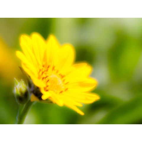 USA-Washington State Close-up of Arrowleaf Balsamroot Black Modern Wood Framed Art Print with Double Matting by Eggers, Terry