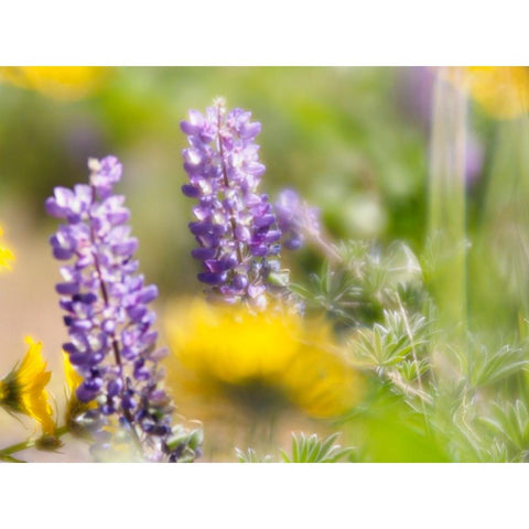 USA-Washington State Close-up of Arrowleaf Balsamroot and lupine White Modern Wood Framed Art Print by Eggers, Terry