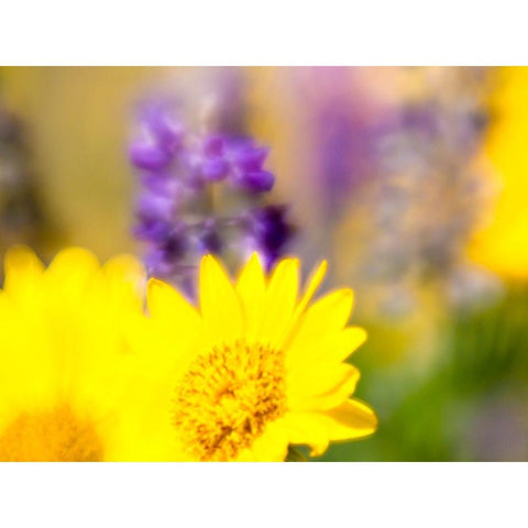USA-Washington State Close-up of Arrowleaf Balsamroot and lupine White Modern Wood Framed Art Print by Eggers, Terry