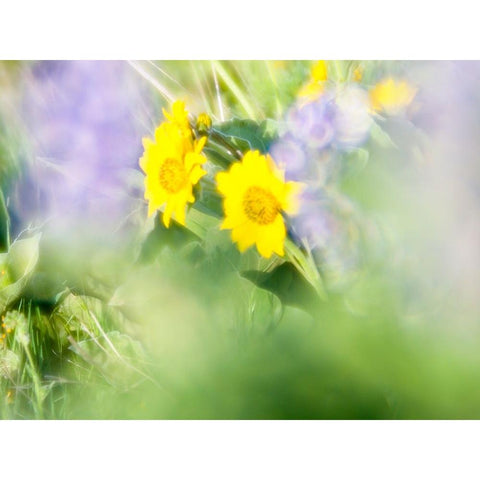 USA-Washington State Close-up of Arrowleaf Balsamroot and lupine Black Modern Wood Framed Art Print with Double Matting by Eggers, Terry