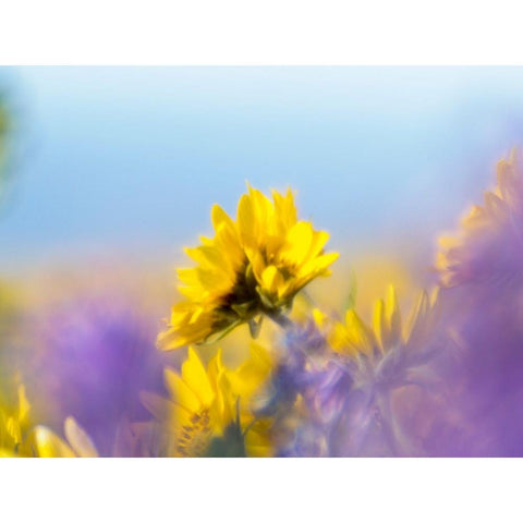USA-Washington State Close-up of Arrowleaf Balsamroot and lupine White Modern Wood Framed Art Print by Eggers, Terry
