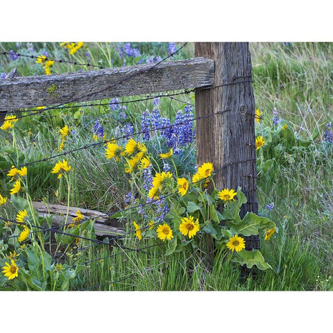 USA-Washington State Fence line with spring wildflowers Black Modern Wood Framed Art Print by Eggers, Terry