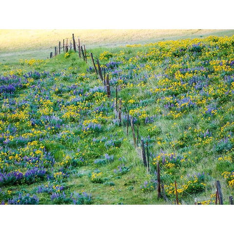 USA-Washington State Fence line with spring wildflowers Black Modern Wood Framed Art Print by Eggers, Terry
