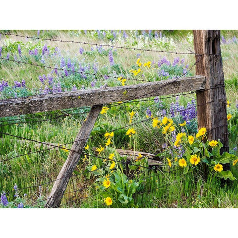 USA-Washington State Fence line with spring wildflowers Black Modern Wood Framed Art Print by Eggers, Terry