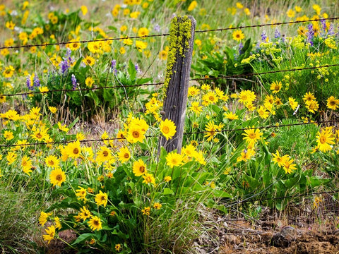 USA-Washington State Fence line with spring wildflowers White Modern Wood Framed Art Print with Double Matting by Eggers, Terry
