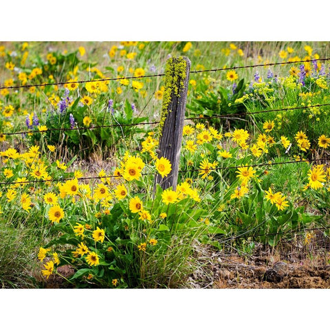 USA-Washington State Fence line with spring wildflowers Gold Ornate Wood Framed Art Print with Double Matting by Eggers, Terry