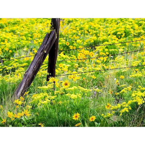 USA-Washington State Fence line with spring wildflowers Black Modern Wood Framed Art Print by Eggers, Terry