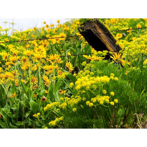 USA-Washington State Fence line with spring wildflowers Black Modern Wood Framed Art Print by Eggers, Terry