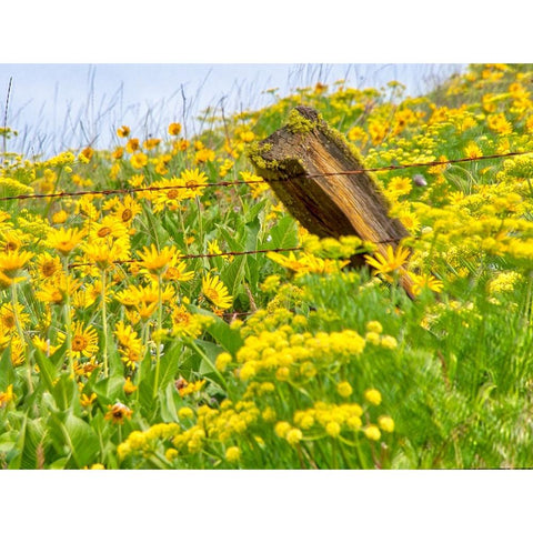 USA-Washington State Fence line and wildflowers Black Modern Wood Framed Art Print with Double Matting by Eggers, Terry