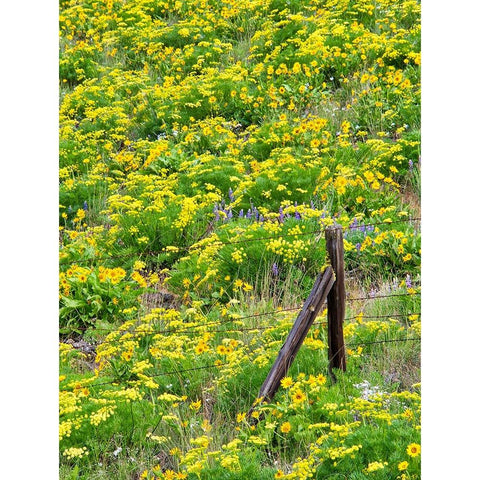 USA-Washington State Fence line and wildflowers Black Modern Wood Framed Art Print by Eggers, Terry