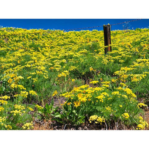 USA-Washington State Fence line and wildflowers Black Modern Wood Framed Art Print by Eggers, Terry