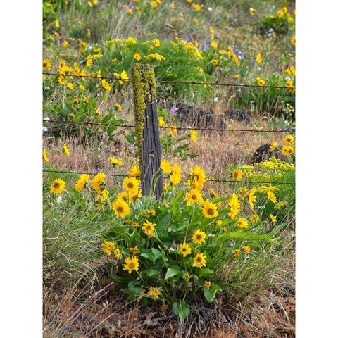 USA-Washington State Fence line and wildflowers Black Modern Wood Framed Art Print with Double Matting by Eggers, Terry