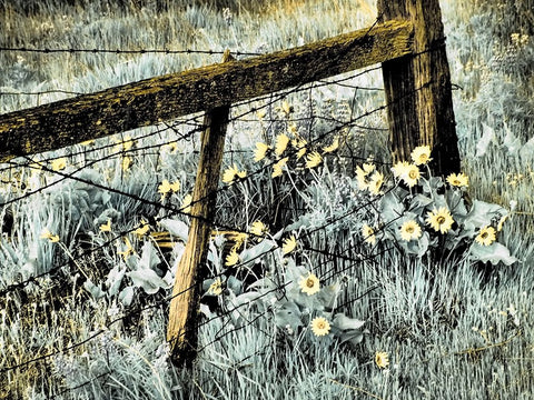 USA-Washington State Infrared capture of fence line and wildflowers White Modern Wood Framed Art Print with Double Matting by Eggers, Terry