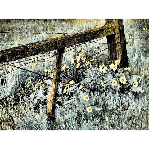 USA-Washington State Infrared capture of fence line and wildflowers Black Modern Wood Framed Art Print by Eggers, Terry