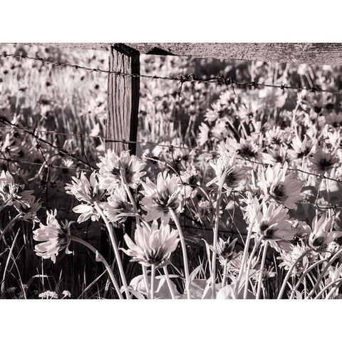 USA-Washington State Infrared capture of fence line and wildflowers Black Modern Wood Framed Art Print by Eggers, Terry