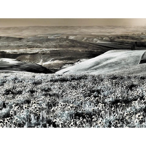 USA-Washington State Infrared capture Spring wildflowers and hills Black Modern Wood Framed Art Print by Eggers, Terry