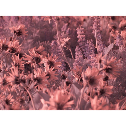 USA-Washington State Infrared capture wildflowers in bloom Black Modern Wood Framed Art Print with Double Matting by Eggers, Terry