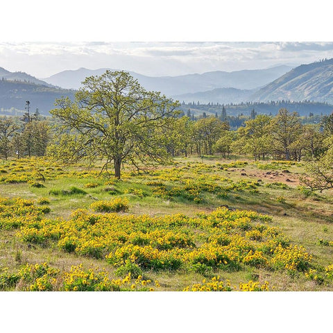 USA-Washington State Lone Oak Tree in field of wildflowers Black Modern Wood Framed Art Print by Eggers, Terry