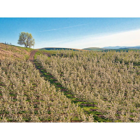 USA-Washington State Lone tree on hillside of orchard of apples Black Modern Wood Framed Art Print by Eggers, Terry