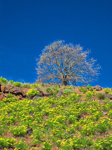 USA-Washington State Lone Tree on hillside with spring wildflowers White Modern Wood Framed Art Print with Double Matting by Eggers, Terry