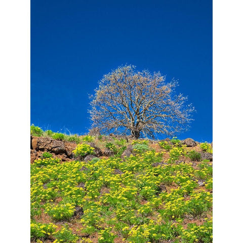 USA-Washington State Lone Tree on hillside with spring wildflowers Black Modern Wood Framed Art Print by Eggers, Terry