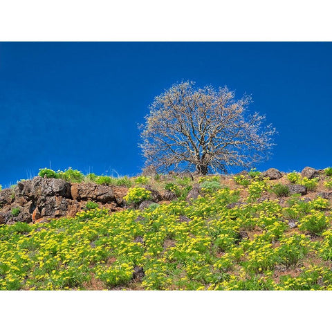 USA-Washington State Lone Tree on hillside with spring wildflowers Black Modern Wood Framed Art Print by Eggers, Terry