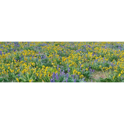 USA-Washington State Panorama of Columbia River Gorge covered in arrowleaf balsamroot and lupine Black Modern Wood Framed Art Print with Double Matting by Eggers, Terry
