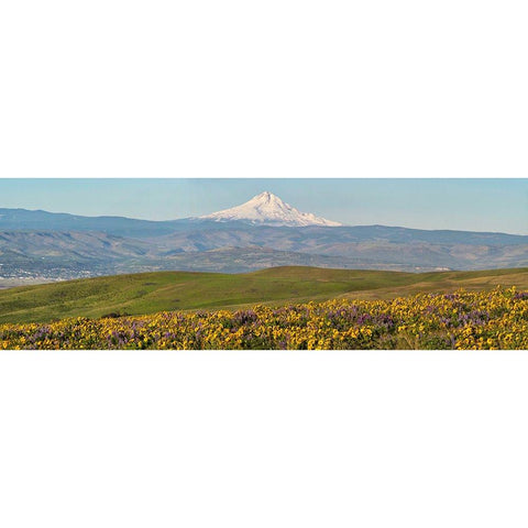 USA-Washington State Panorama of Columbia River Gorge covered in arrowleaf balsamroot Black Modern Wood Framed Art Print by Eggers, Terry