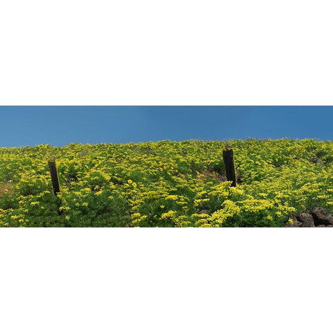 USA-Washington State Panorama of fence line and wildflowers Gold Ornate Wood Framed Art Print with Double Matting by Eggers, Terry
