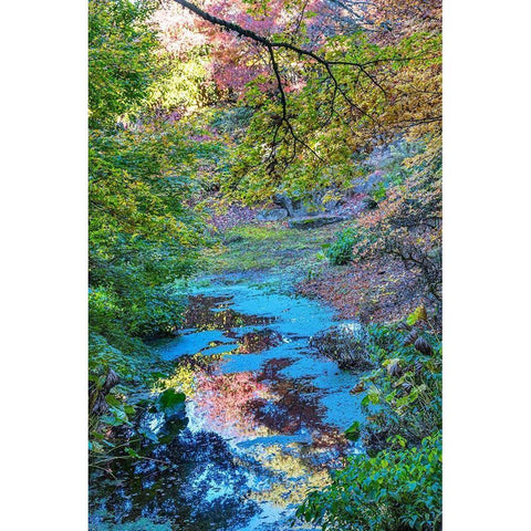 Autumn Colorful Leaves Reflection-Bellevue-Botanical Garden-Washington State Black Modern Wood Framed Art Print by Perry, William