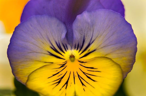 Blue yellow Garden Pansy Blooming macro-Bellevue-Washington State Cold Weather flowers White Modern Wood Framed Art Print with Double Matting by Perry, William