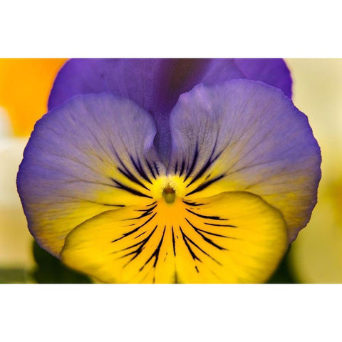 Blue yellow Garden Pansy Blooming macro-Bellevue-Washington State Cold Weather flowers Black Modern Wood Framed Art Print by Perry, William