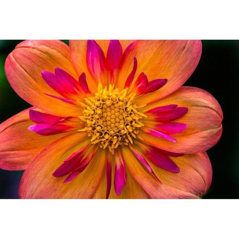 Orange pink Collarette Dahlia Blooming Dahlia named Kelsey Annie Joy Black Modern Wood Framed Art Print by Perry, William