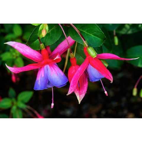 Blue red Hardy Fuchsia Blooming Scientific named Genii Fuchsia Black Modern Wood Framed Art Print with Double Matting by Perry, William