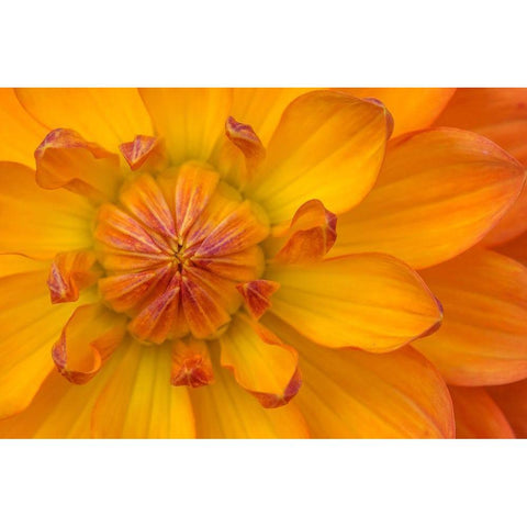 Orange yellow Waterlily Many Petals Dahlia Blooming White Modern Wood Framed Art Print by Perry, William