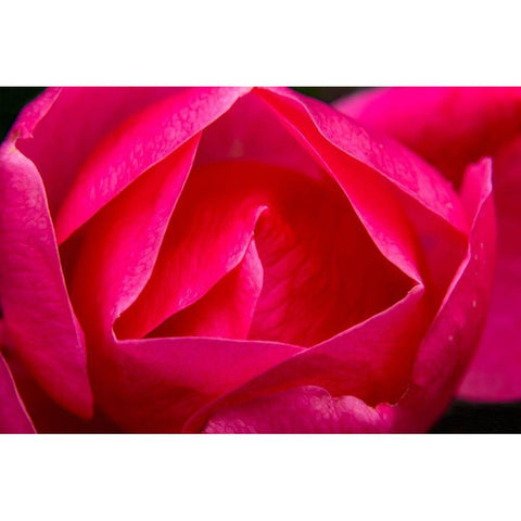 Pink Hybrid Tea Rose Blooming macro-Bellevue-Washington State White Modern Wood Framed Art Print by Perry, William